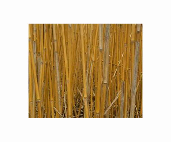 Bioenergy research team sequences miscanthus genome