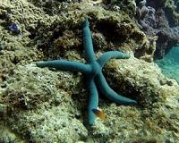 Gene sleuths open line of attack on coral-killing starfish