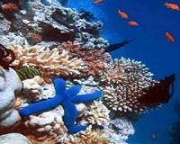 Australian scientists sending robot after destructive starfish