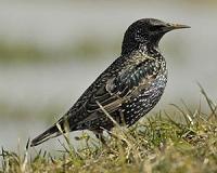 Study reveals startling decline in European birds