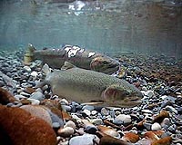 Hatchery Fish May Hurt Efforts To Sustain Wild Salmon Runs