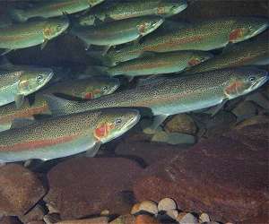 Evolution at warp speed: Hatcheries change salmon genetics after a single generation