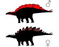 Stegosaurus plates may have differed between male, female