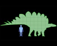 Young stegosaurus weighed 3,527 pounds