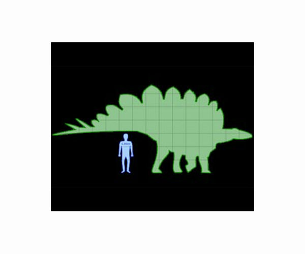 Size of Stegosaurus readily apparent in new NYC display to open this weekend