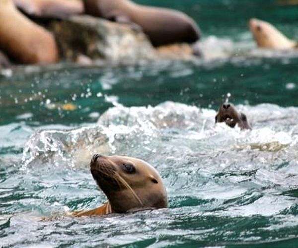 Bird flu kills 400 seals, sea lions in Uruguay