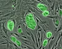 Scientists pressure cells into becoming stem cells