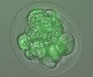 A Fountain Of Youth For Stem Cells