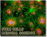 Stem cell may explain why dogs have such a good sense of smell