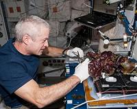 NASA Selects 26 Space Biology Research Proposals