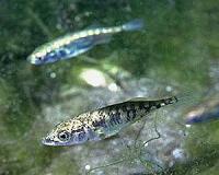 Watching new species evolve in real time