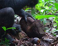 The Chimpanzee Stone Age