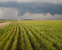 US says new EU plan for GMO imports is no solution