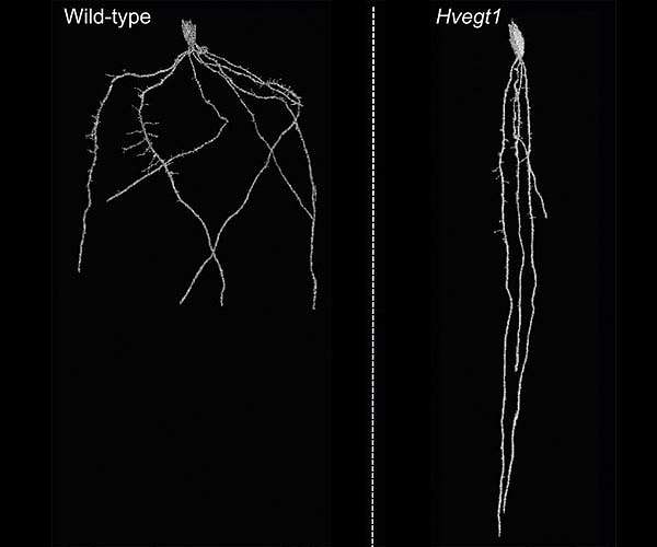 Straightening out kinky roots captures carbon and avoids drought stress