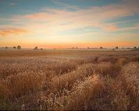 China reports less pollution from burning straw