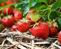 Hand-picked specialty crops 'ripe' for precision agriculture techniques