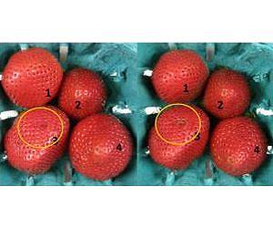 Behold the 9-day fresh strawberry
