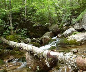 Unlocking Some Key Secrets of Photosynthesis