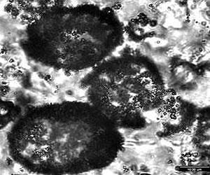 New Candidate for Oldest Fossils