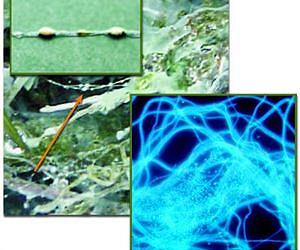 Synchrotron infrared unveils a mysterious microbial community