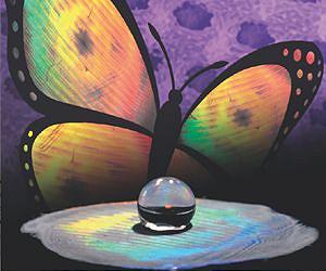 UK butterfly populations threatened by extreme drought and landscape fragmentation
