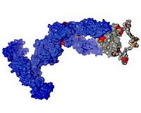 Shark antibodies inspire optimization of human antibodies