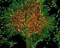 Uncovering the evolution of the brain
