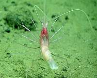 First footage of a living stylodactylid shrimp filter-feeding at depth of 4826m