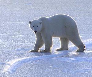 For polar bears, it's survival of the fattest