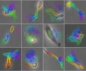 Predicting The Fate Of Stem Cells