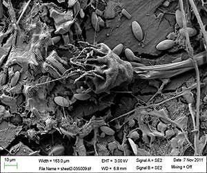 Scientists Discover Thriving Colonies of Microbes in Ocean 'Plastisphere'
