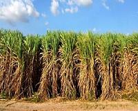 Biodiesel from sugarcane more economical than soybean