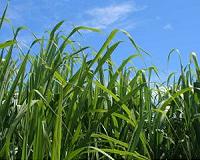 Kenya army involved in sugar smuggling racket: report