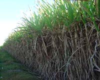 Brazil eyes limits on Amazon sugar cane growth