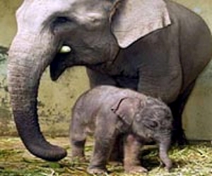 Elephant smuggling gang busted in India