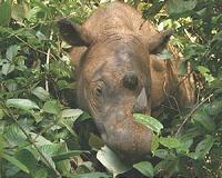 Sumatran rhino no longer found in Malaysia