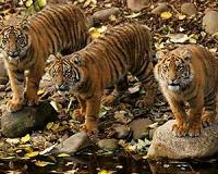 China demand threatens tiger protection: experts