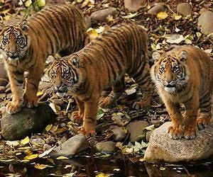 Rare wild cats photographed in Indonesia forest