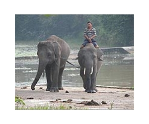 Thai elephant killed, mutilated 'for restaurants'