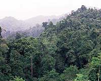 Indonesia-U.S. in debt-for-nature deal