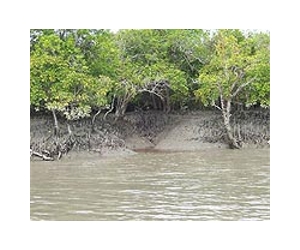 Bengali forests are fading away