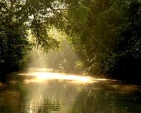 How mangroves help keep the planet cool