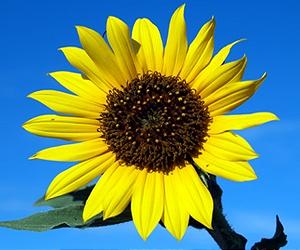 Oregano Oil May Help Sunflower Seeds Keep Longer