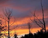 Drought's legacy on trees is worth modeling