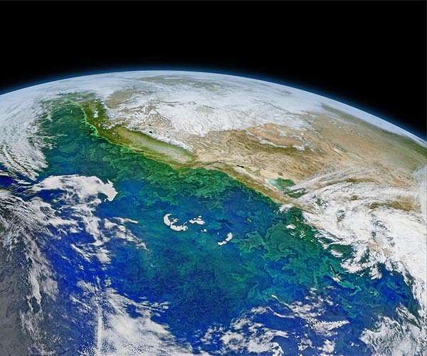 An abundant phytoplankton feeds a global network of marine microbes