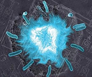 Researchers Synchronize Blinking Genetic Clocks