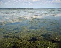 Underwater grass comeback bodes well for Chesapeake Bay