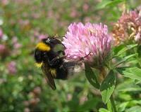 Managed honeybees linked to new diseases in wild bees