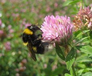 Pollination services at risk following declines of Swedish bumblebees