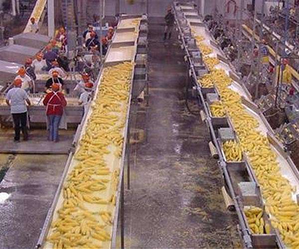 Campaigners hail Mexican ban on genetically modified corn